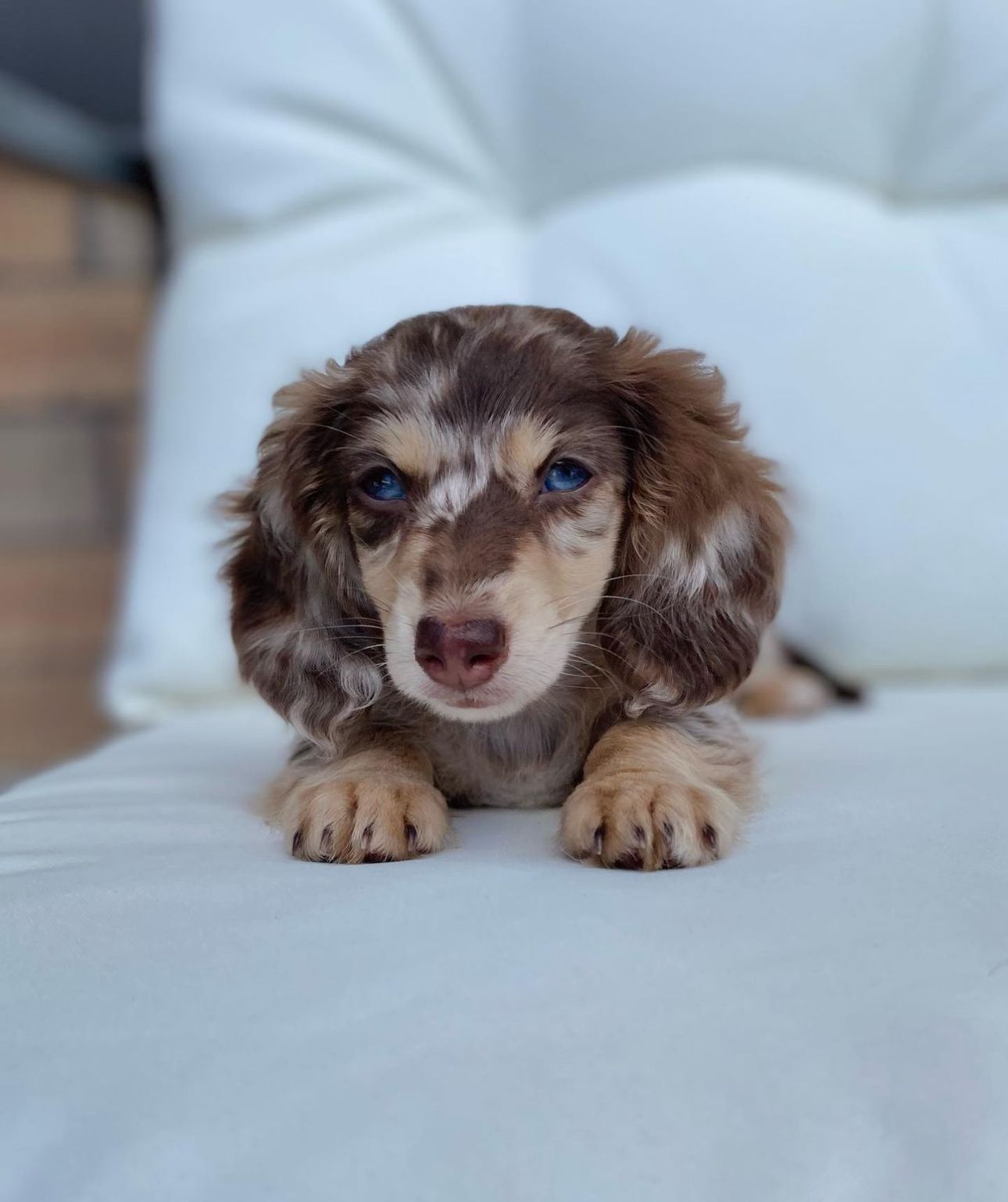 HEFFERNAN HOUNDS in California | Dachshund puppies | Good Dog