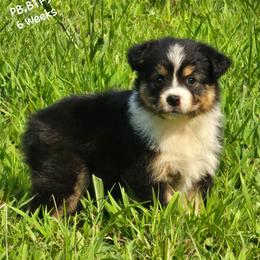 PB.BTF3 - Black tri female Miniature Australian Shepherd puppy in Deer Lodge, Tennessee from KSH Aussie Haven