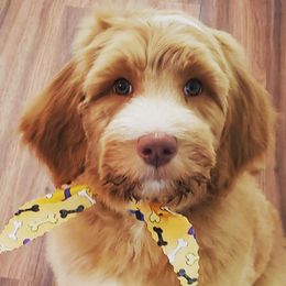 Australian Labradoodles from Storybook Labradoodles