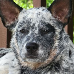 Australian Cattle Dog Puppies from Indigojos Australian Cattle Dogs
