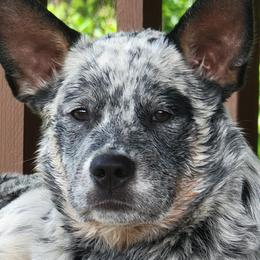 Australian Cattle Dog Puppies from Indigojos Australian Cattle Dogs