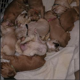 Cocker Spaniel Puppies from -PrincetonzSpanielz-