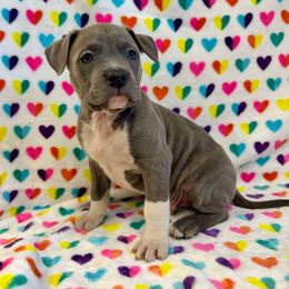 Blue Brindle Male - Blue brindle American Pit Bull Terrier puppy in Nine Mile Falls, Washington from Bartin Kennels