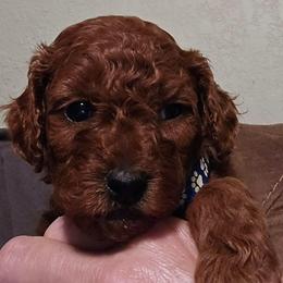 Copper - Red  male Poodle puppy in Windom, Texas from Wild Farm Puppies