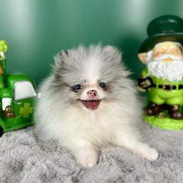 Luffy - Blue merle male Pomeranian puppy in Antioch, California from Ray of Poms