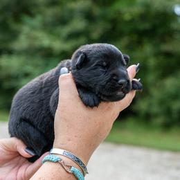 Blue - Black male German Shepherd puppy in Hammond, Louisiana from Von LaMarca German Shepherds