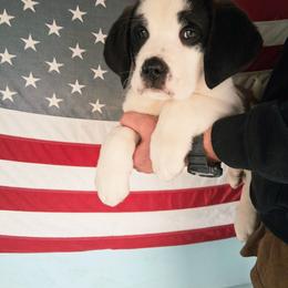 Chunks - White and brown female Saint Bernard puppy in Kinsman, Ohio from Coleman Saint Bernards of Ohio