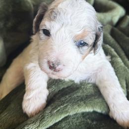 Willow - Grey and white female Bernedoodle puppy in Larimer County, Colorado from Puppy Love Doodles