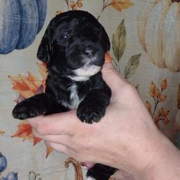 Hazel - Black female Sheepadoodle puppy in Austin, Texas from Darling Doodles