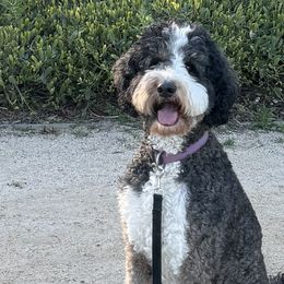 Maggie - Bernedoodle