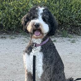Maggie - Bernedoodle