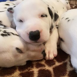Dalmatian Puppies from Whispered Spots Dalmatians