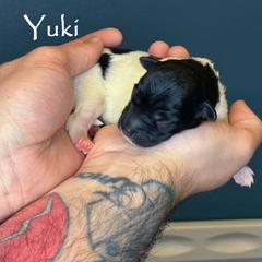 Yuki - White male Lowchen puppy in Fort Collins, Colorado from Dragonne Lowchen