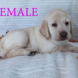 Pink Collar - Yellow female Labrador Retriever puppy in Salt Lake City, Utah from AKC White English Labrador Pups