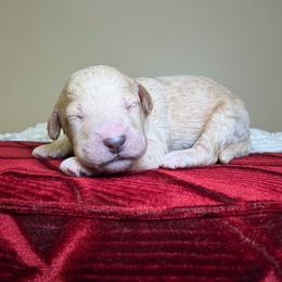 Bruno - Cream male Goldendoodle puppy in Woodburn, Indiana from Lengachers Cuddly Doods