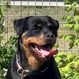 Caja - Rottweiler