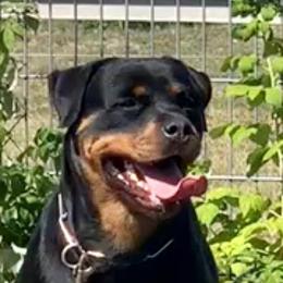Caja - Rottweiler
