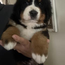Girl 1 - Black rust and white female Bernese Mountain Dog puppy in Perris, California from Golden Coast Berners