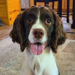 Hyper Piper the Fitters Dog - English Springer Spaniel