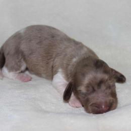 Winnie (3800) - Dapple female Dachshund puppy in Sonora, Kentucky from Maple Hill Miniature Dachshunds