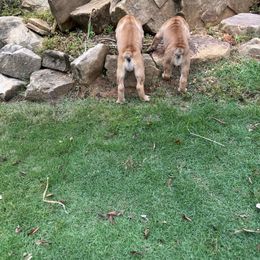 Boerboel Puppies from Indian Ridge Boerboels