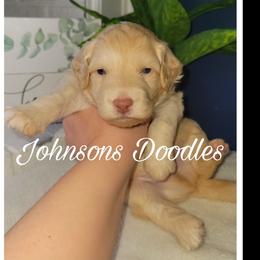 Aussiedoodle, Bernedoodle, and Goldendoodle Puppies from Johnson's Doodles