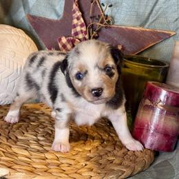 Ron - Blue merle male Toy Australian Shepherd puppy in California from Eagle River Aussies