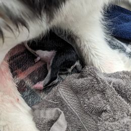 Boy 1- Spot - Black and white Siberian Husky puppy in Eagle Mountain, Utah from Justins Huskies, Aluskies and Pomskis