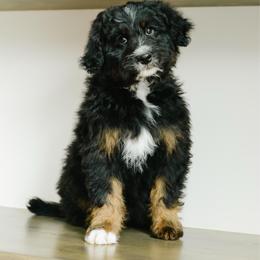 Wynn - male Australian Mountain Doodle puppy in Spanish Fork, Utah from K Brand Doodles