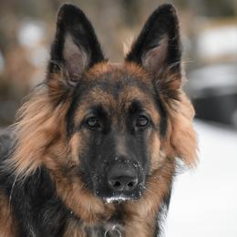German Shepherds from North Mountain Shepherds