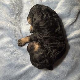 Black - Parchment female Labradoodle puppy in Shingle Springs, California from California Double Doodles