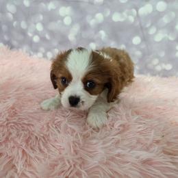 Onyx - Blenheim male Cavalier King Charles Spaniel puppy in Neosho, Missouri from Pups on the Ridge