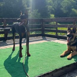 German Shepherd Puppies from Shepherds of the Hundred Acres