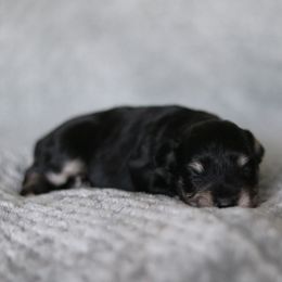 Girl 2 - Black and silver female Miniature Schnauzer puppy in Tremonton, Utah from Rocky Mountain Schnauzer