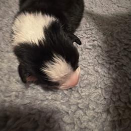 Blue - Black and tan male Pembroke Welsh Corgi puppy in Wheatland, California from Emerald Corgis