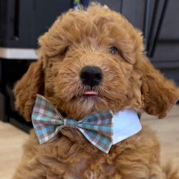 Tommy - Apricot male Goldendoodle puppy in Mint Hill, North Carolina from DoodleForever