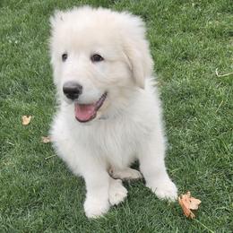 Male - Dark Blue Collar - White male Maremma Sheepdog puppy in Pocatello, Idaho from The Ewe Crew Homestead LLC