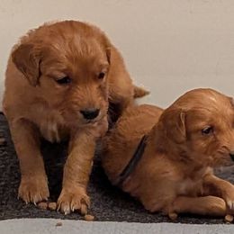 Golden Retriever Puppies from Floden Farm Golden Retrievers