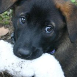 Belgian Malinois and German Shepherds from Debby Sundstrom