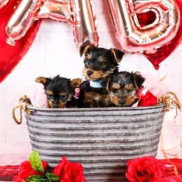 Yorkshire Terriers from The Dior Line