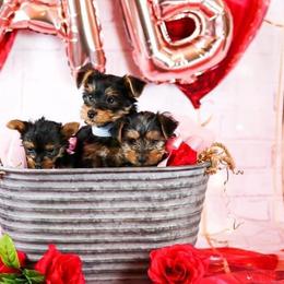 Yorkshire Terriers from The Dior Line