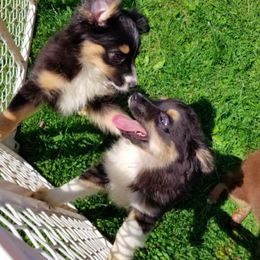 Miniature Australian Shepherd and Toy Australian Shepherd Puppies from Aussie What You Did There