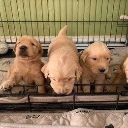 Golden Retriever Puppies from Red Barn Golden’s