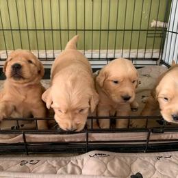 Golden Retriever Puppies from Red Barn Golden’s