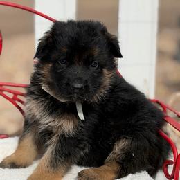 Puppy male 2 - Black and red male German Shepherd puppy in La Salle, Colorado from Pure Heart German shepherds