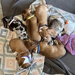 Dachshund Puppies from Witchy Woman’s Wiener’s