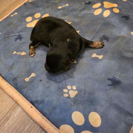 Pacha - Black and tan parti male Pomeranian puppy in Chattanooga, Tennessee from Valley Poms