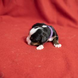 Katie - Black rust and white Bernese Mountain Dog puppy in Pisgah Forest, North Carolina from Holly Hill Berners
