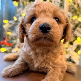 Chip - Apricot male Goldendoodle puppy in Macclenny, Florida from Baker County Goldendoodles