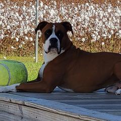Klinger - Boxer
